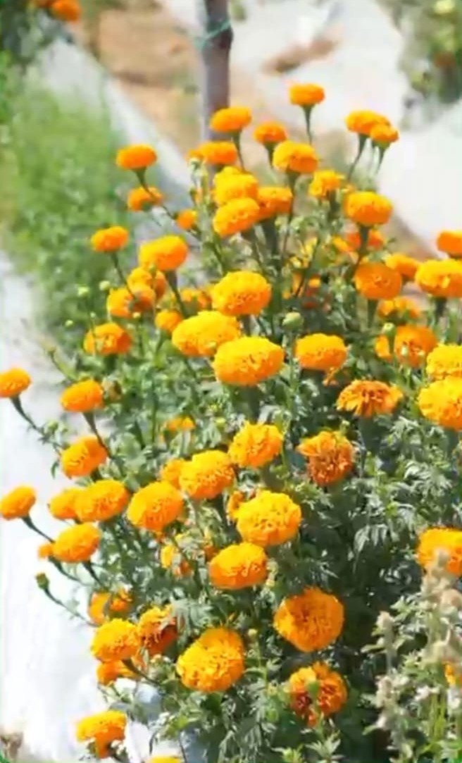 1774081424_fc7b01fb41e656ca7686