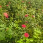 1774888076_f67bd828c15b203d6226