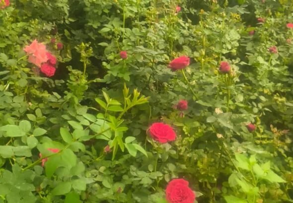 1774888076_f67bd828c15b203d6226