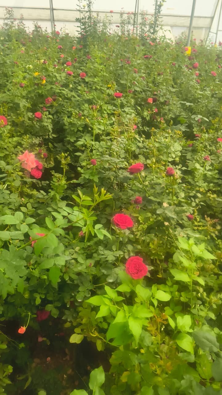 1774888076_f67bd828c15b203d6226