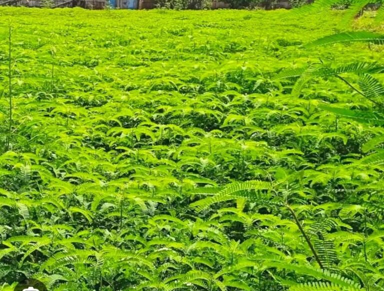 1776961889_834156d1b055ab39b974