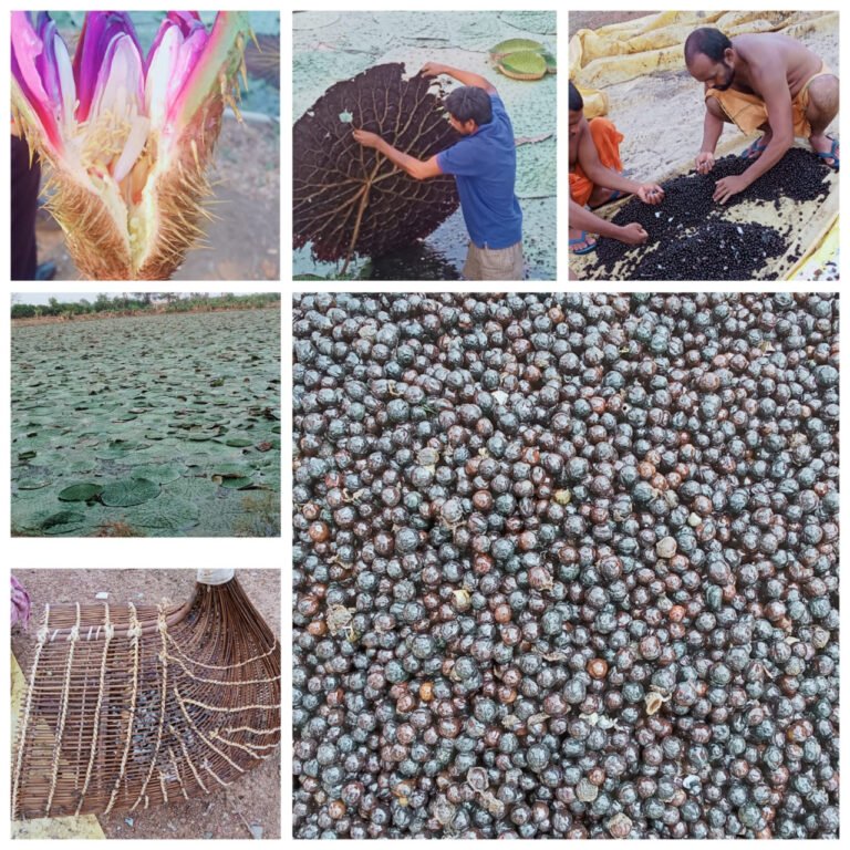 1777384636_7e623b88b5e94f63a4e7