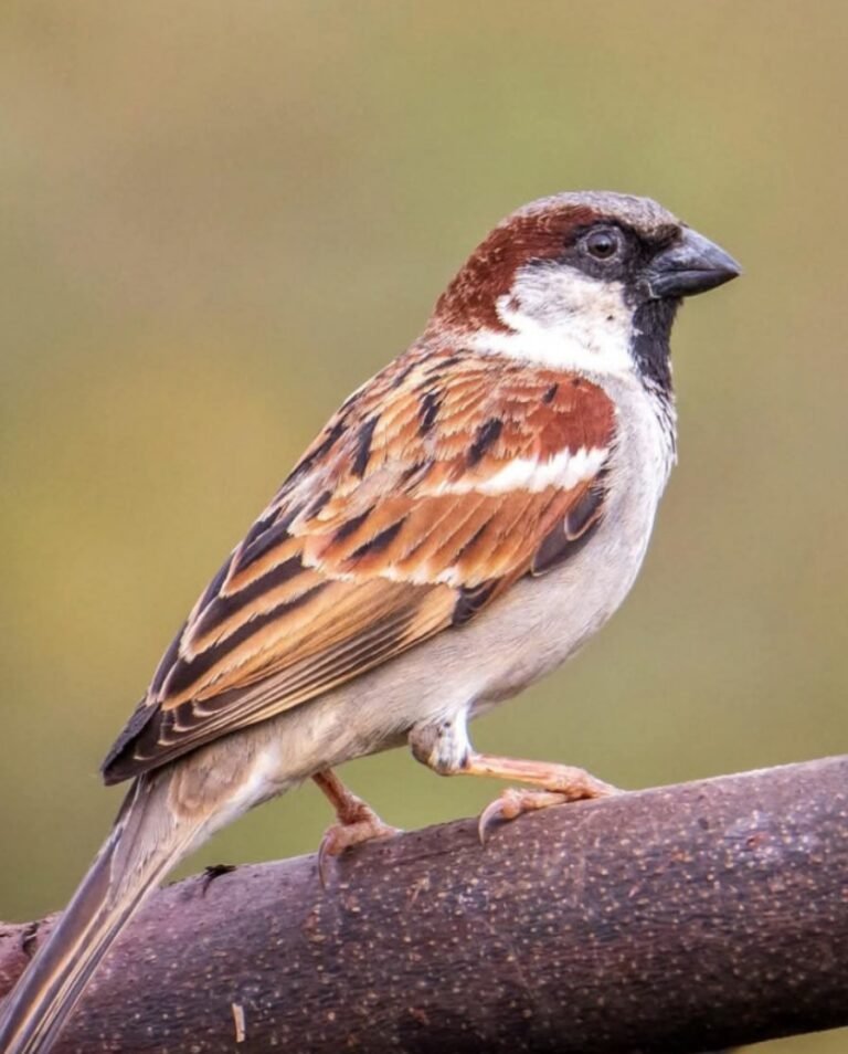 Screenshot_2026-03-22-16-12-08-12_40deb401b9ffe8e1df2f1cc5ba480b12